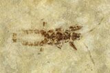 Fossil Seed Bug (Aphanus) With Pos/Neg - France #255985-1